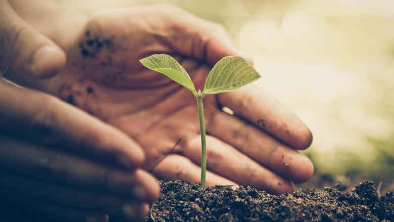 hands, dirt and seedling